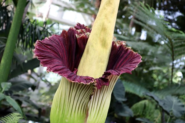 Аморфофаллус вонючий (Amorphophallus foetidus) Аморфофаллус вонючий (Amorphophallus foetidus)