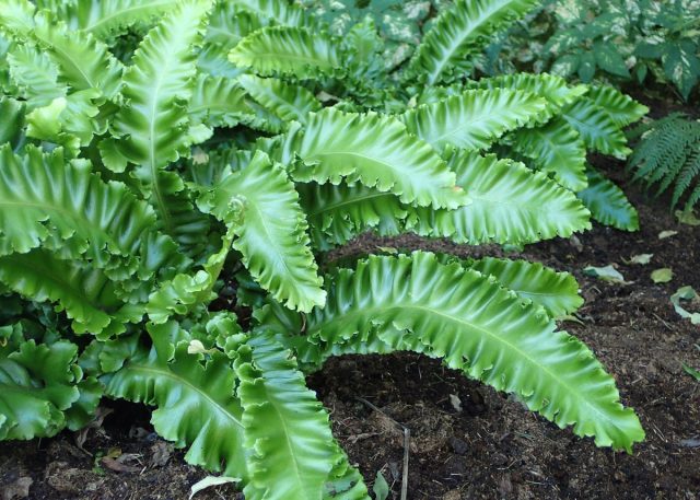 Асплениум сколопендриум (Asplenium scolopendrium) Асплениум сколопендриум (Asplenium scolopendrium)