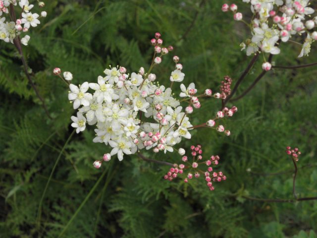 Филипендула (Filipendula) Филипендула (Filipendula)