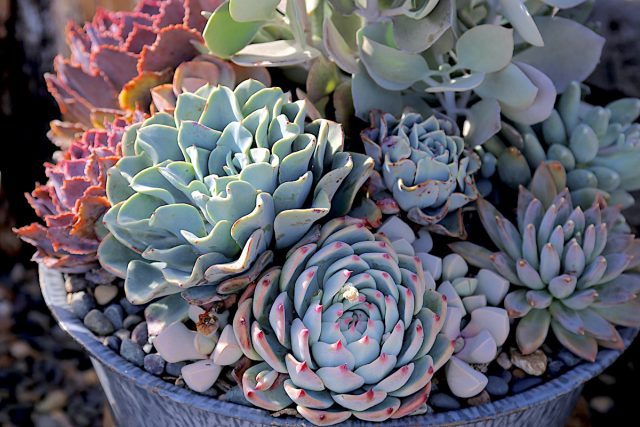 Эхеверия чихуахуензис (Echeveria chihuahuensis) Эхеверия чихуахуензис (Echeveria chihuahuensis)