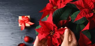 Создаем новогоднее настроение — 10 растений для любимого праздника