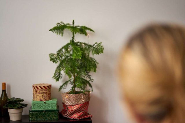 Араукария - самое-самое новогоднее комнатное растение, способное создавать атмосферу любимого праздника круглый год.