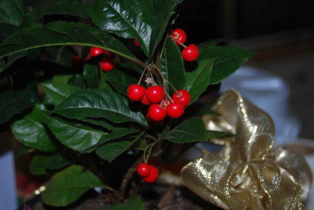 Ардизия (Ardisia) декоративна круглый год, но именно к зиме она наряжается в бусы из ярко-красных ягод
