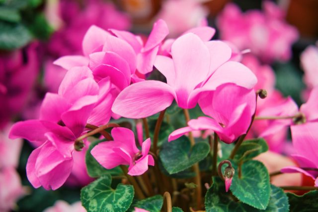 Аккурат в хмурое время года Цикламен (Cyclamen) радует нас своими невесомыми, будто крылатыми, цветками-бабочками Аккурат в хмурое время года Цикламен (Cyclamen) радует нас своими невесомыми, будто крылатыми, цветками-бабочками