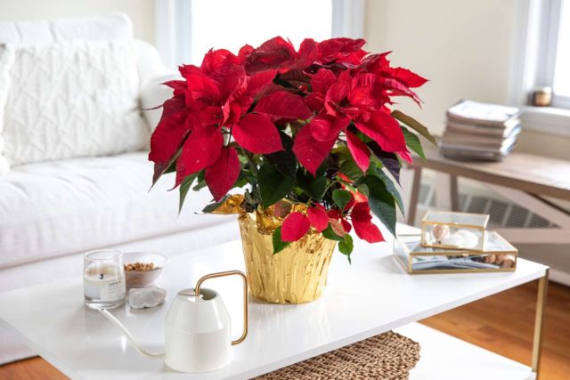 У пуансеттии, ярчайшей представительницы мира комнатных растений, даже название праздничное – Рождественская звезда