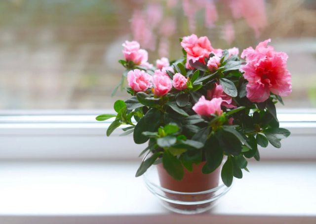 Готовы обеспечить азалии (Azalea) прохладу не только под Новый год, но и в любое время года – смело заводите ее и наслаждайтесь великолепными цветами Готовы обеспечить азалии (Azalea) прохладу не только под Новый год, но и в любое время года – смело заводите ее и наслаждайтесь великолепными цветами