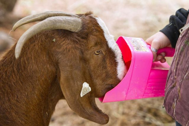 Скудный и несбалансированный рацион питания - вторая причина низких удоев у коз