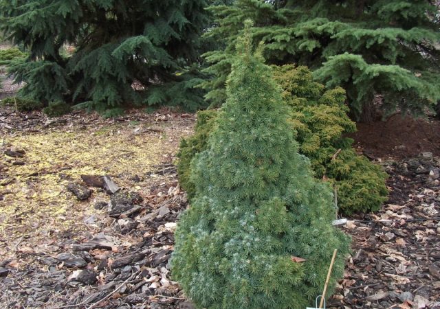 Ель канадская «Блю Вандер» (Picea glauca 'Blue Wonder')