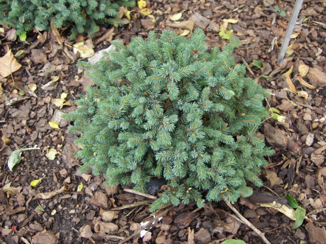 Ель канадская «Эхинеформис» (Picea glauca 'Echiniformis')