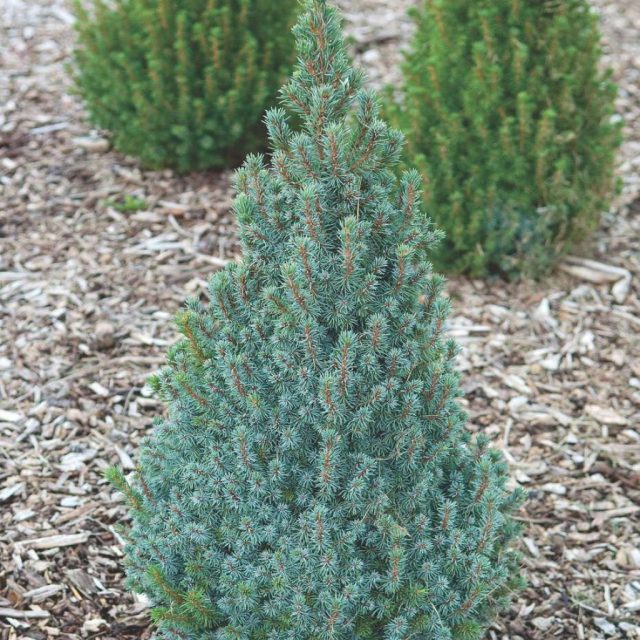Ель канадская «Коника Блю» (Picea glauca 'Conica Blue')