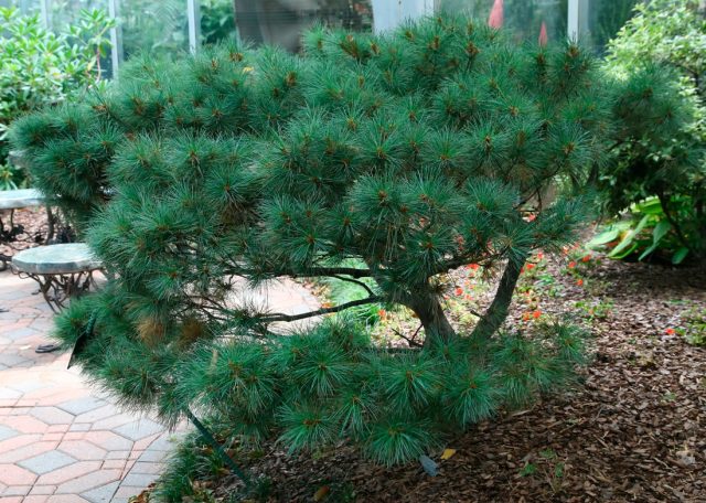 Сосна веймутова «Радиата» (Pinus strobus 'Radiata')