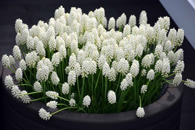 Миниатюрные мускари (Muscari) очаровывают красотой, приятным запахом и простотой в уходе