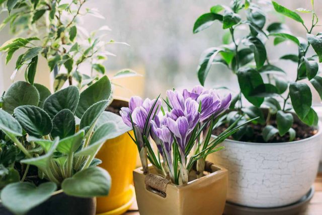 Потрясающий вид создаст целый контейнер крокусов (Crocus)