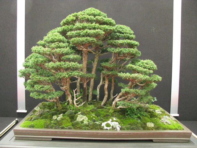 Изящную криптомерию японскую со светлой желтовато-зеленой хвоей часто используют для создания бонсая