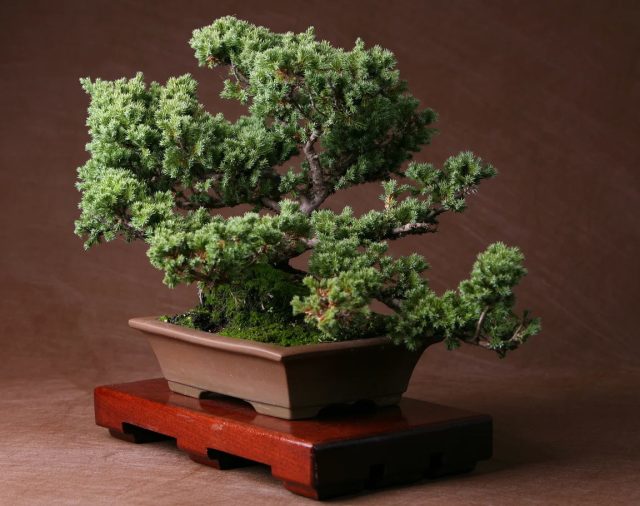 Можжевельник - один из наиболее неприхотливых хвойных для домашнего выращивания, к тому же отзывчив на формирующую стрижку