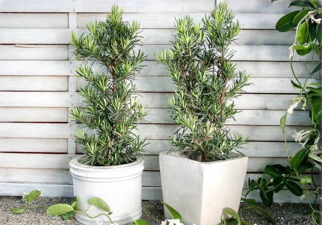 Комнатный подокарп нельзя назвать капризным, а вкупе с потрясающим внешним видом станет жемчужиной вашей квартиры