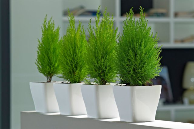 В условиях квартиры можно с успехом выращивать западную и складчатую тую