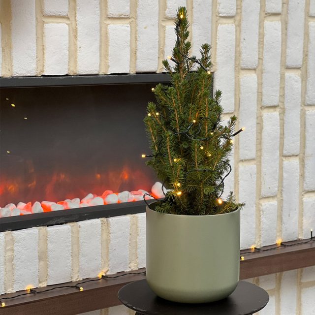 В сезон карликовые ели можно выставлять в сад, а на Новый год заносить в дом и даже наряжать, но после праздника, все-таки, нужно вернуть в благоприятные для нее прохладные условия