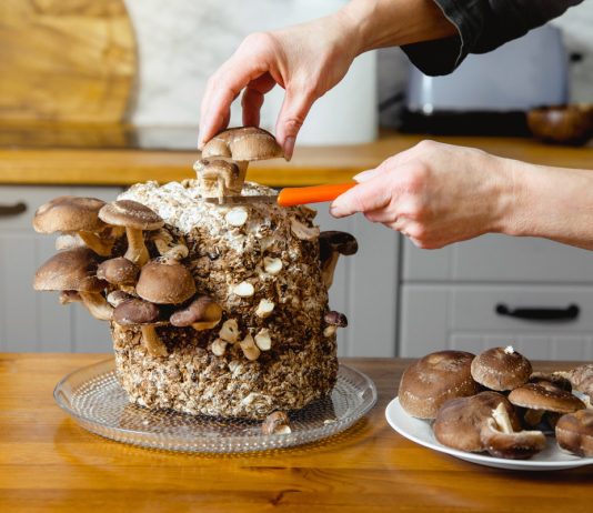 Домашняя ферма грибов: как за 6 шагов вырастить собственные грибы