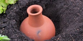 Древняя техника полива растений — что такое олла и как она вам пригодится - Сад и огород Древняя техника полива растений — что такое олла и как она вам пригодится