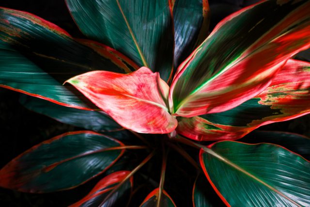 Фейерверк красок, или 10 комнатных растений с яркой листвой