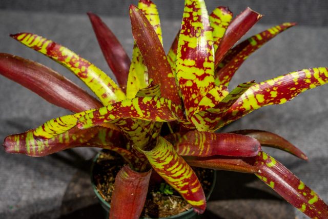 Неорегелия «Гуакамоле» (Neoregelia ‘Guacamole’) Неорегелия «Гуакамоле» (Neoregelia ‘Guacamole’)