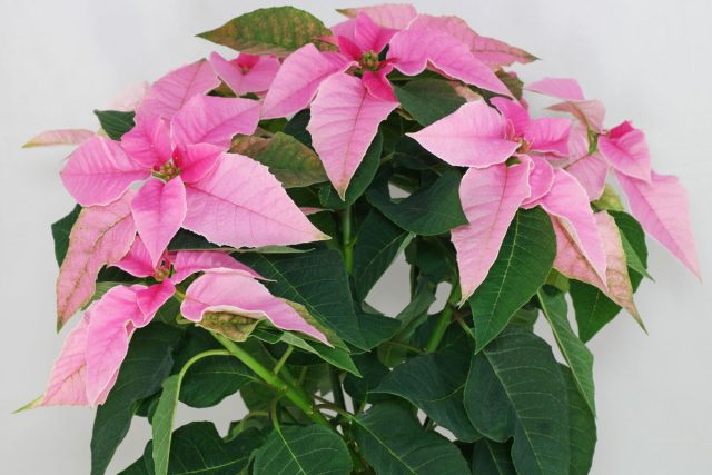 Пуансеттия (Euphorbia pulcherrima) Пуансеттия (Euphorbia pulcherrima)