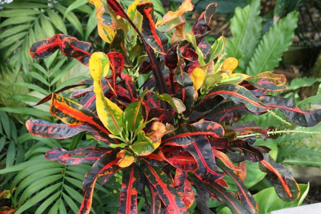 Кротон (Codiaeum variegatum) Кротон (Codiaeum variegatum)