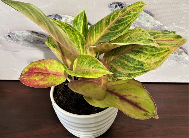 Аглаонема «Голден флюорит» (Aglaonema 'Golden Fluorite') Аглаонема «Голден флюорит» (Aglaonema 'Golden Fluorite')