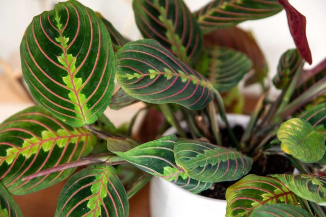 Маранта (Maranta leuconeura erythroneura) Маранта (Maranta leuconeura erythroneura)