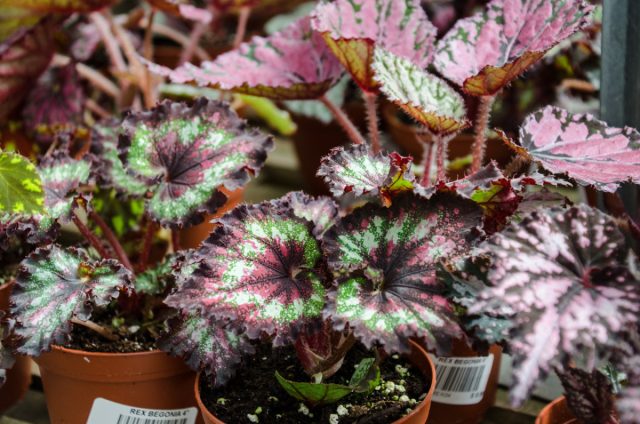 Бегония Рекс (Begonia rex) Бегония Рекс (Begonia rex)