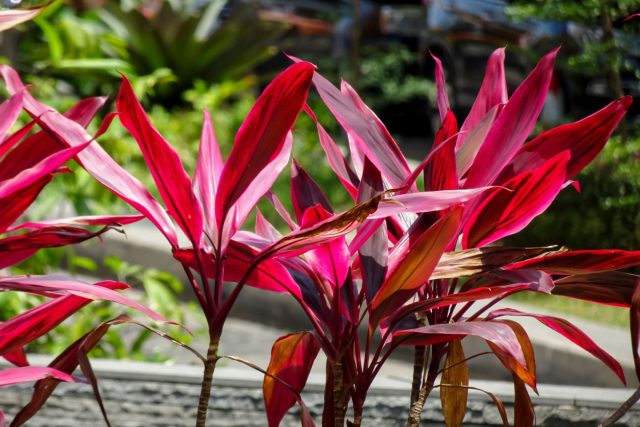 Кордилина фруктовая (Cordyline Fruticosa) Кордилина фруктовая (Cordyline Fruticosa)
