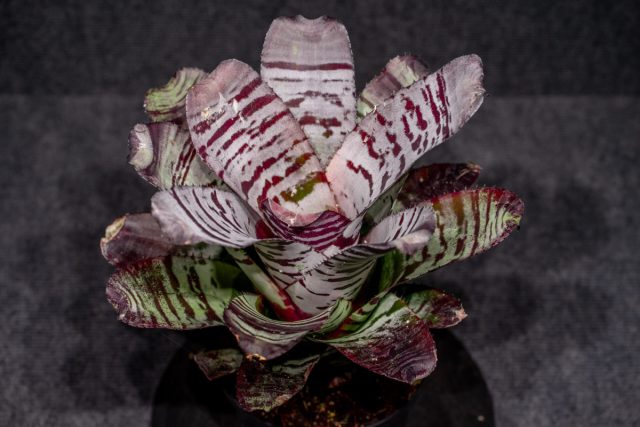 Эхмея (Aechmea fulgens) Эхмея (Aechmea fulgens)