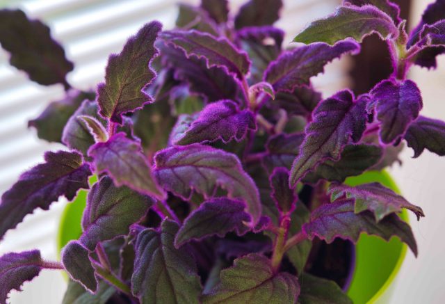 Гинура «Перпл Пэйшн» (Gynura aurantiaca 'Purple passion') Гинура «Перпл Пэйшн» (Gynura aurantiaca 'Purple passion')