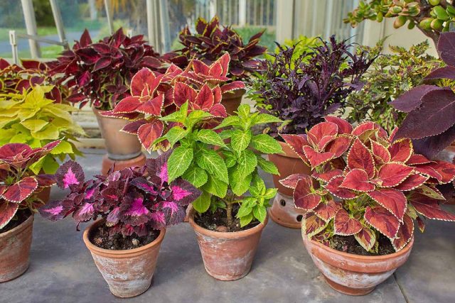 Колеус (Coleus) Колеус (Coleus)