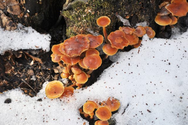 Грибной сезон не окончен: какие грибы можно собирать даже зимой