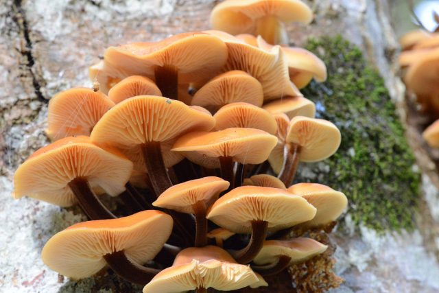 Опёнок зимний, или фламмулина бархатистоножковая (Flammulina velutipes) Опёнок зимний, или фламмулина бархатистоножковая (Flammulina velutipes)