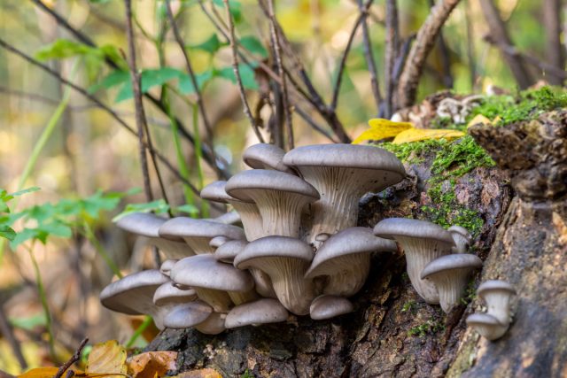 Устричная вёшенка (Pleurotus ostreatus) Устричная вёшенка (Pleurotus ostreatus)