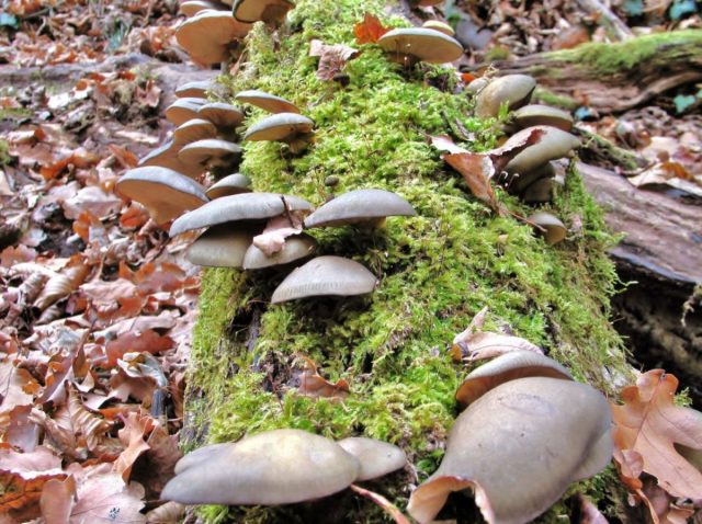 Вёшенка осенняя (Panellus serotinus) Вёшенка осенняя (Panellus serotinus)