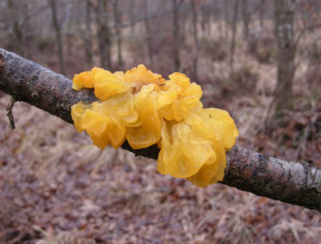 Дрожалка оранжевая, она же тремелла плёнчатая (Tremella mesenterica) Дрожалка оранжевая, она же тремелла плёнчатая (Tremella mesenterica)