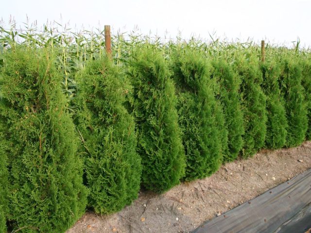 Туя западная «Колумна» (thuja occidentalis 'Columna') Туя западная «Колумна» (thuja occidentalis 'Columna')