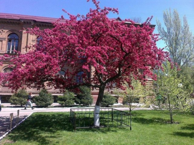 Отличительная особенность яблони Недзвецкого – пурпурный окрас, который проявляется в цвете молодых листьев (у зрелых менее заметен), цветов и плодов