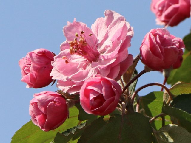 Яблоня «Бренди Мэджик» ('Brandy Magic') Яблоня «Бренди Мэджик» ('Brandy Magic')