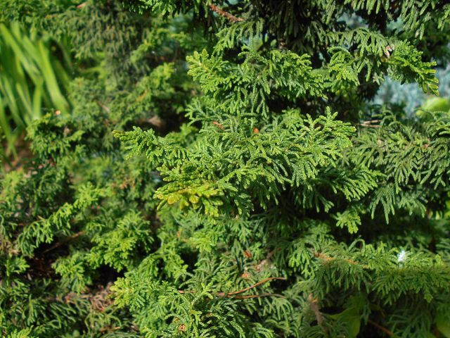 Туя западная «Малониана» (thuja occidentalis 'Malonyana') Туя западная «Малониана» (thuja occidentalis 'Malonyana')