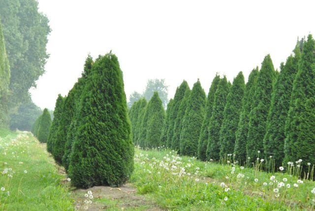 Туя западная «Смарагд» (thuja occidentalis 'Smaragd') Туя западная «Смарагд» (thuja occidentalis 'Smaragd')