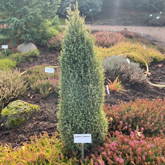 Можжевельник обыкновенный «Сентинел» (juniperus communis 'Sentinel')
