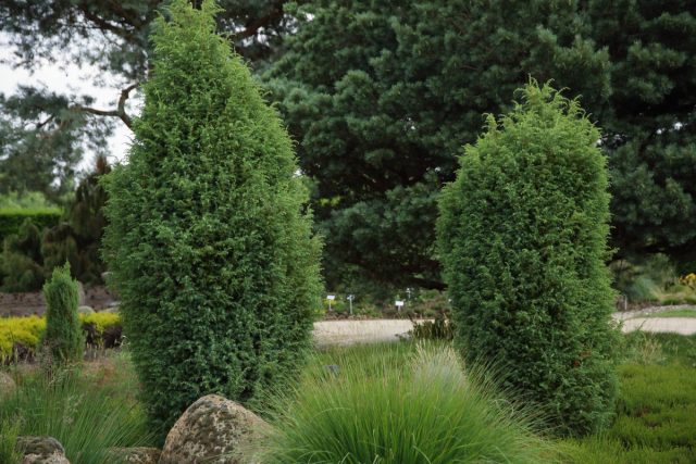Можжевельник обыкновенный «Хиберника» (juniperus communis 'Hibernica')
