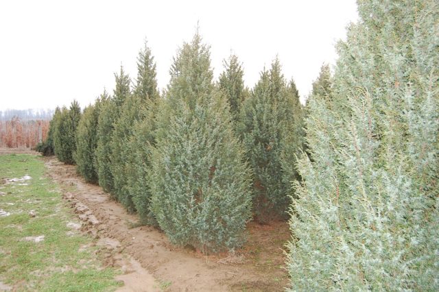 Можжевельник обыкновенный «Суецика» (juniperus communis 'Suecica')