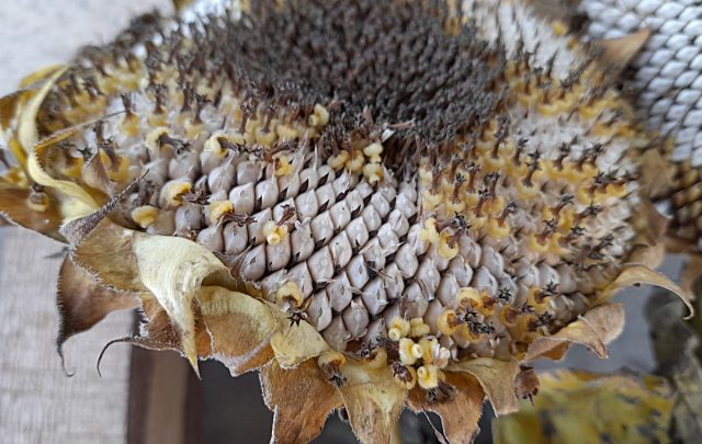 «Тараумара» - уникальный подсолнечник с белыми семенами