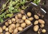 Их все любят, но за что? 10 переоцененных овощей